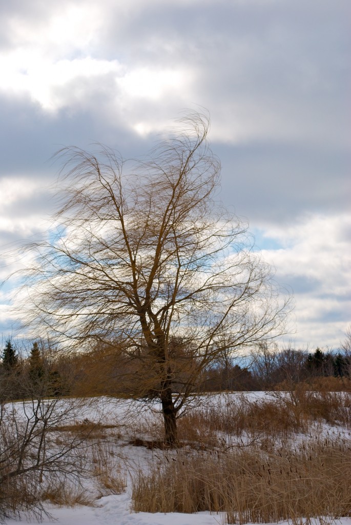 Wind bent branches in Woodbine Park, Toronto 2011-02-14