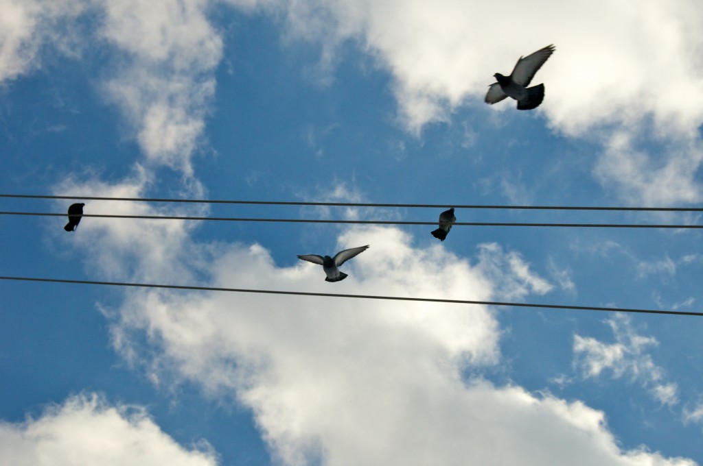 Pigeons in flight on Winchester Street, Toronto 2011-02-10