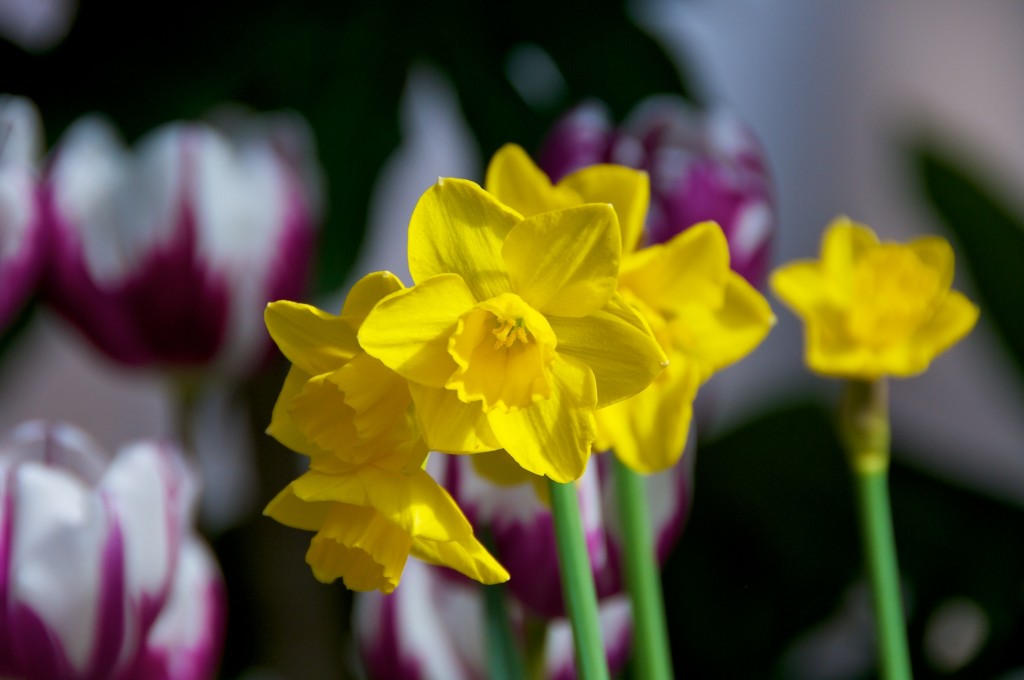 Daffodils in Allan Gardens Conservatory, Toronto 2011-02-19