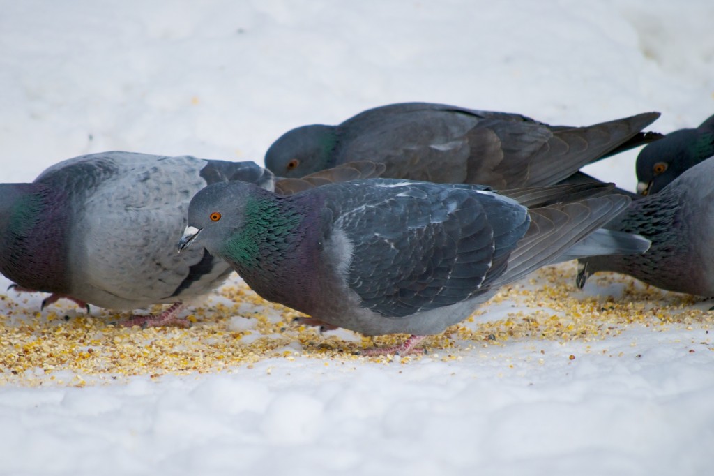 Feasting pigeons on Winchester Street, Toronto 2011-02-10
