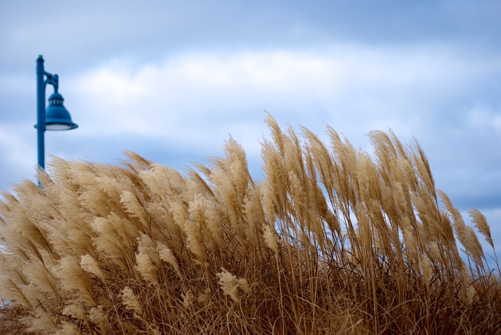 Swaying grasses in windy Woodbine Park, Toronto 2011-02-14
