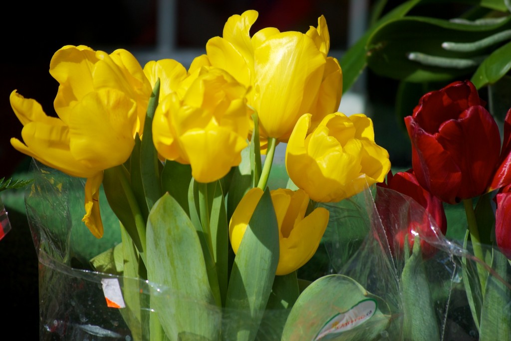 Yellow tulips from a Danforth Avenue market, Toronto 2011-02-18