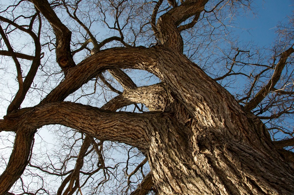 Tall tree in Riverdale Park, Toronto 2011-03-01