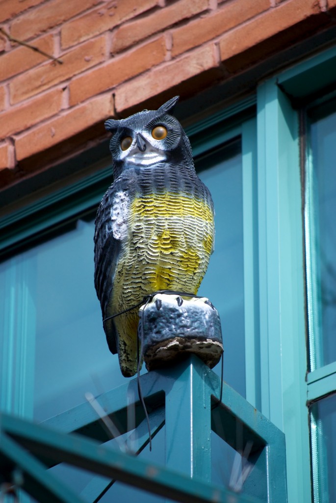 Owl above Book City sign on Danforth Avenue, Toronto 2011-03-18
