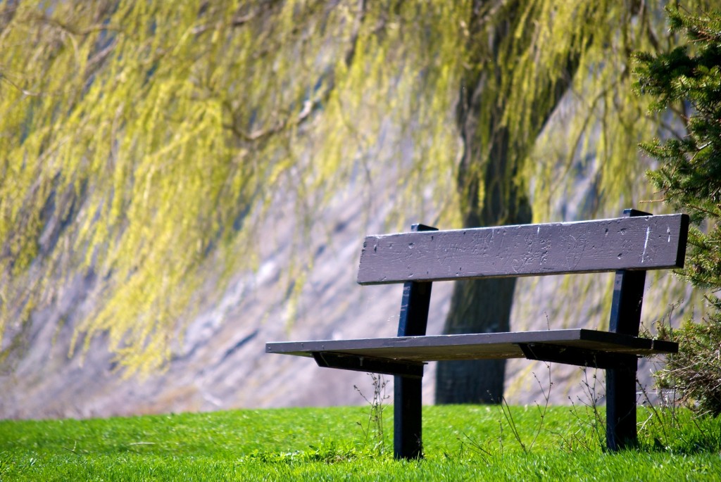 Bench near a willow in Bluffer's Park, Toronto 2011-05-05