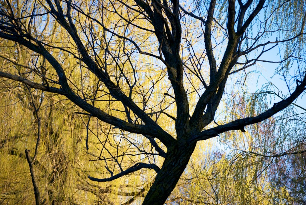 Layers of trees in Ashbridge's Bay Park, Toronto 2011-05-05