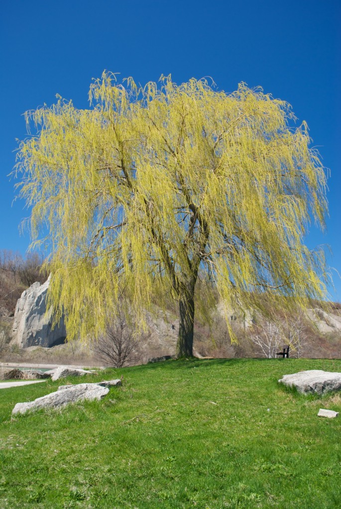 Weeping willow in Bluffer's Park, Toronto 2011-05-05
