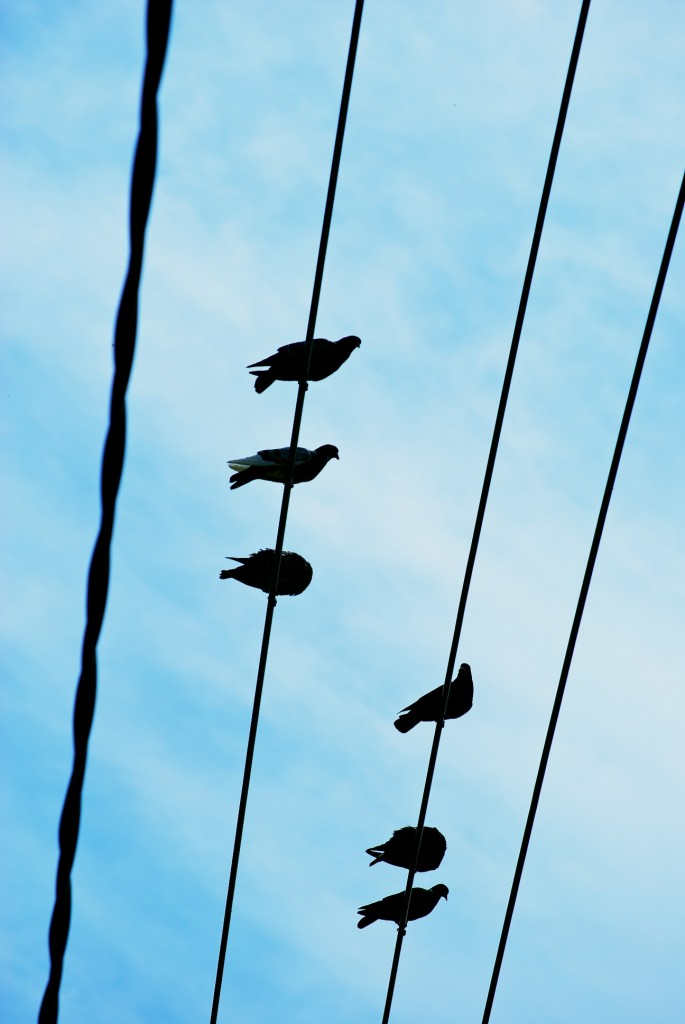 Message on the wires in Riverdale Park West, Toronto 2011-05-26