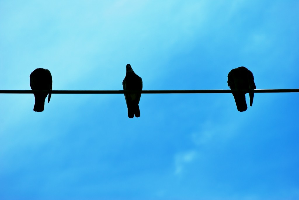 Birds on a wire in Riverdale Park West, Toronto 2011-05-26