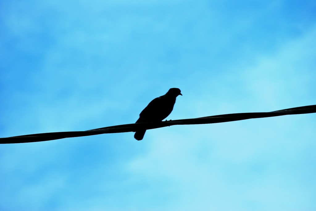 Silhouette in Riverdale Park West, Toronto 2011-05-26