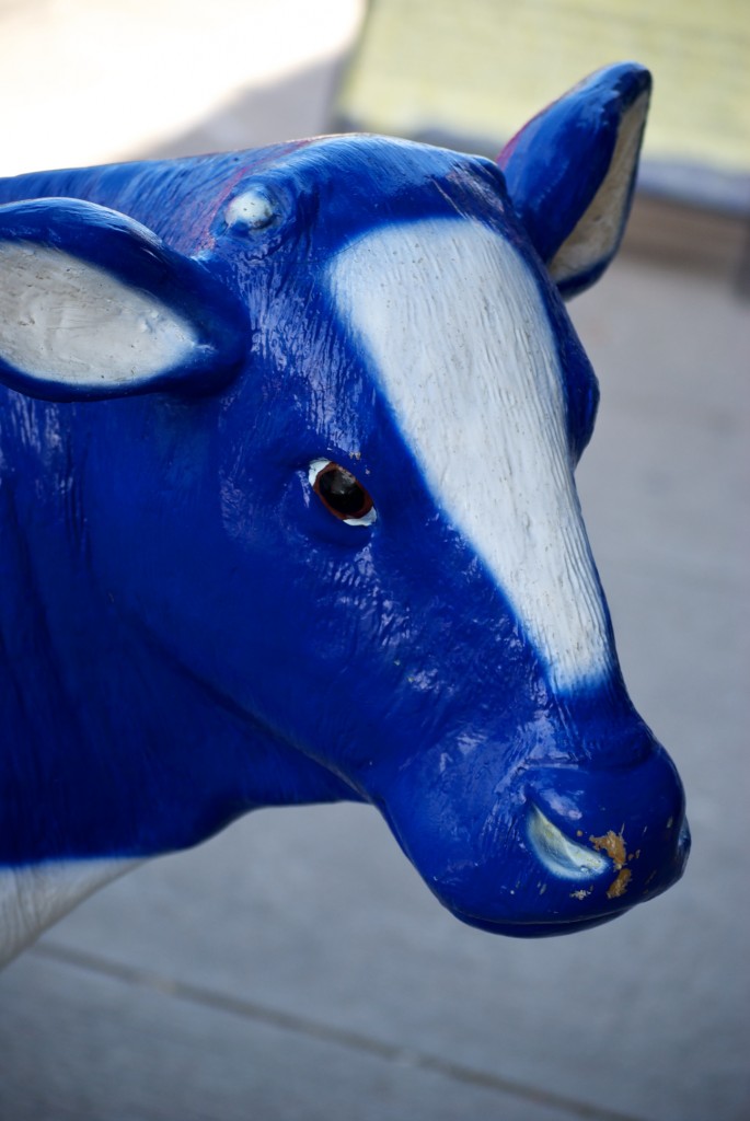 Blue Cow at Alex Farm Produce on Queen Street East, Toronto 2011-06-19