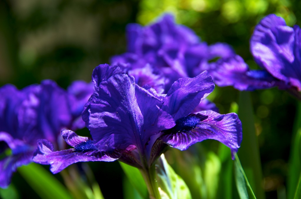 Irises from our garden, Danforth Village,