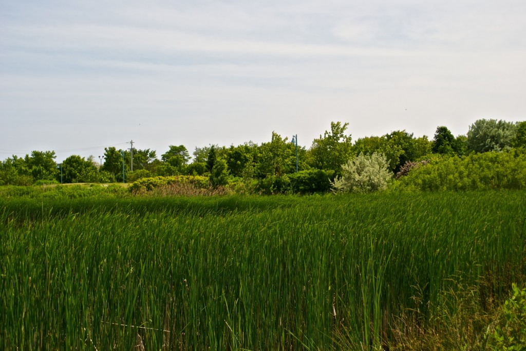 Grassy view of Woodbine Park, Toronto 2011-06-20