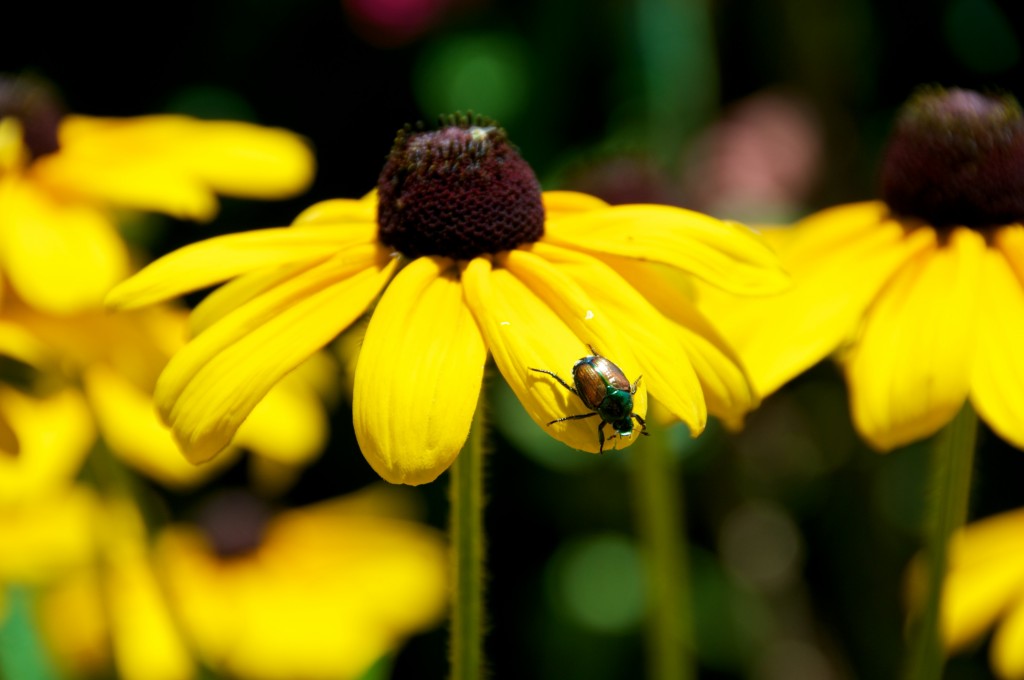 Beetle on a black-eyed Susan in Rosetta McClain Gardens, Toronto 2011-07-24
