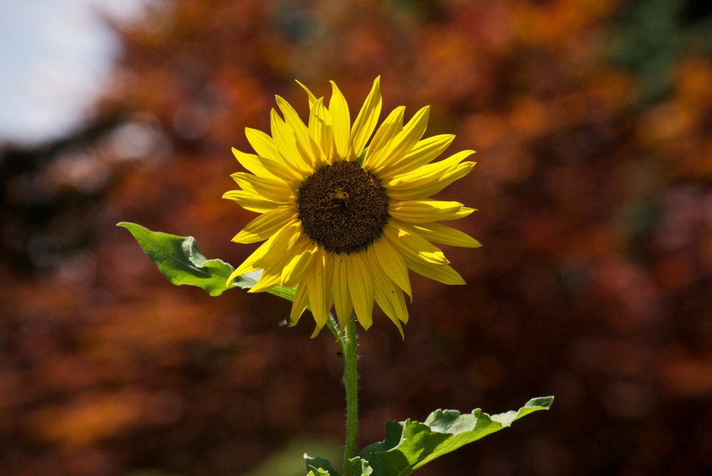 Sunflower in High Park, Toronto 2011-08-12