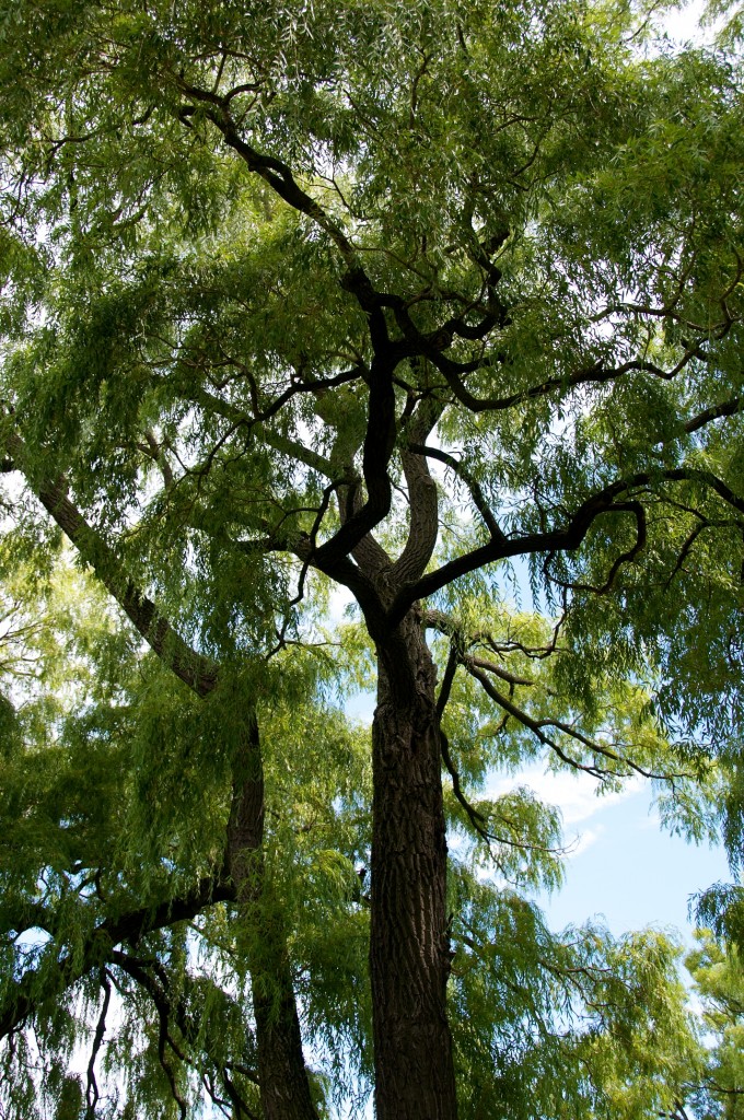 Large tree in Sunnyside Park, Toronto