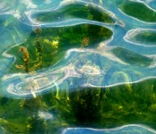 Below the water surface by Marilynn Bell Park, Toronto 2011-08-18