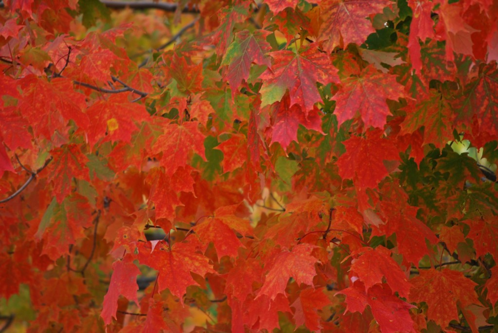 Bright leaves, Toronto 2010-10-19