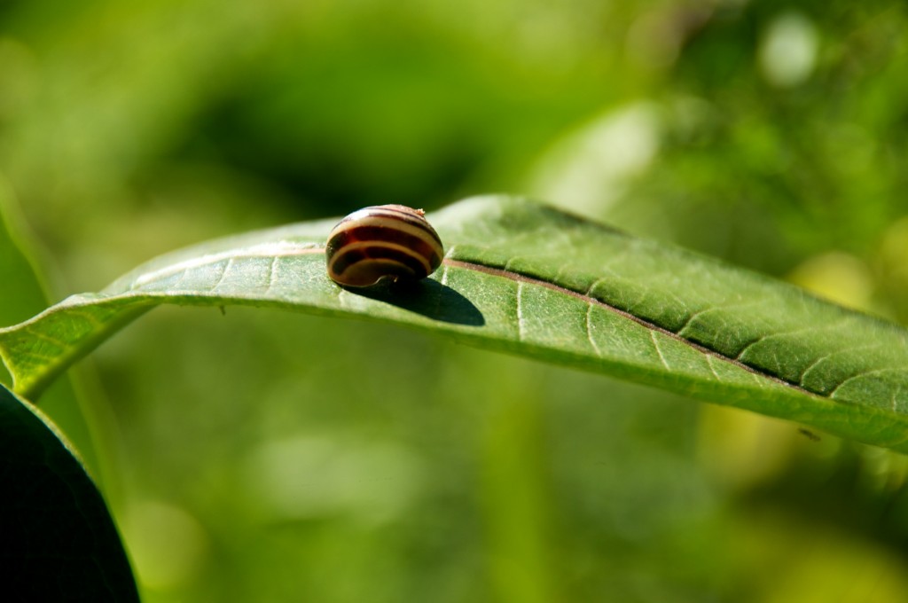 Snail on a leaf in Ashbridge's Bay Park, Toronto 2011-09-09