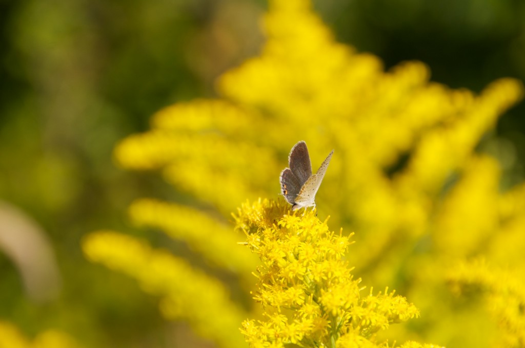 Butterfly on goldenrod in Ashbridge's Bay Park, Toronto 2011-09-09