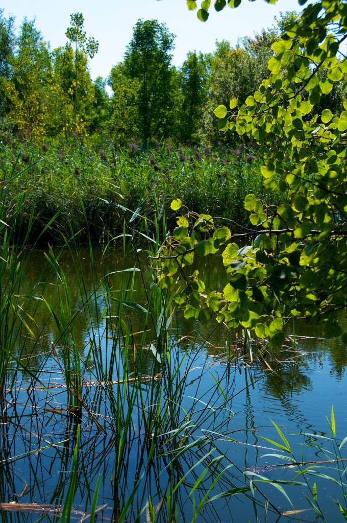 Pond at Woodbine Park, Toronto 2011-09-14