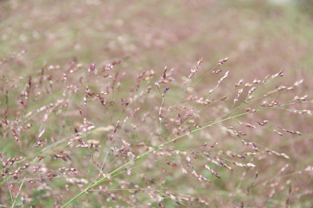 Grass spikelet in Woodbine Park, Toronto 