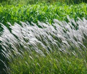 Grass swaying in the wind in Woodbine Park, Toronto