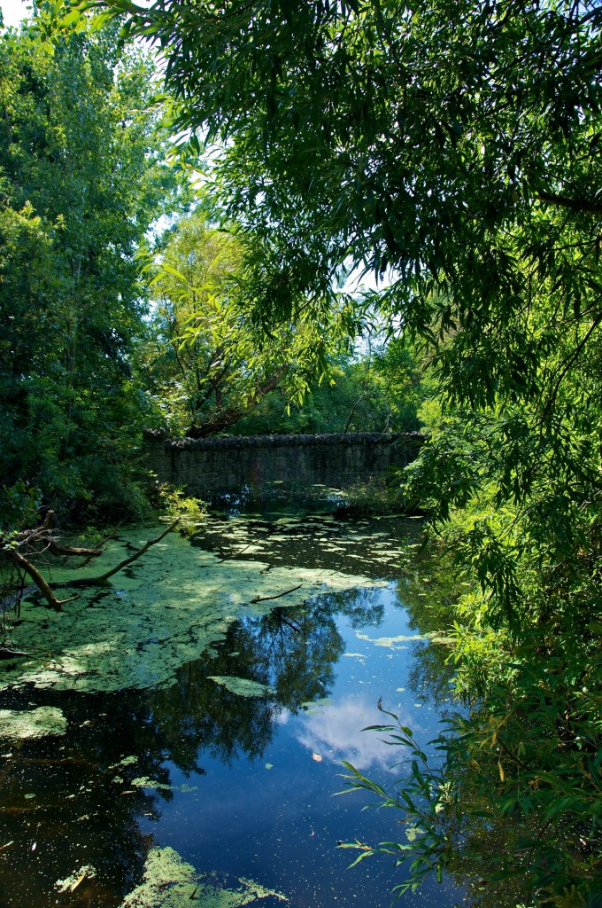 Pond at Riverdale Farm, Toronto 2011-09-20