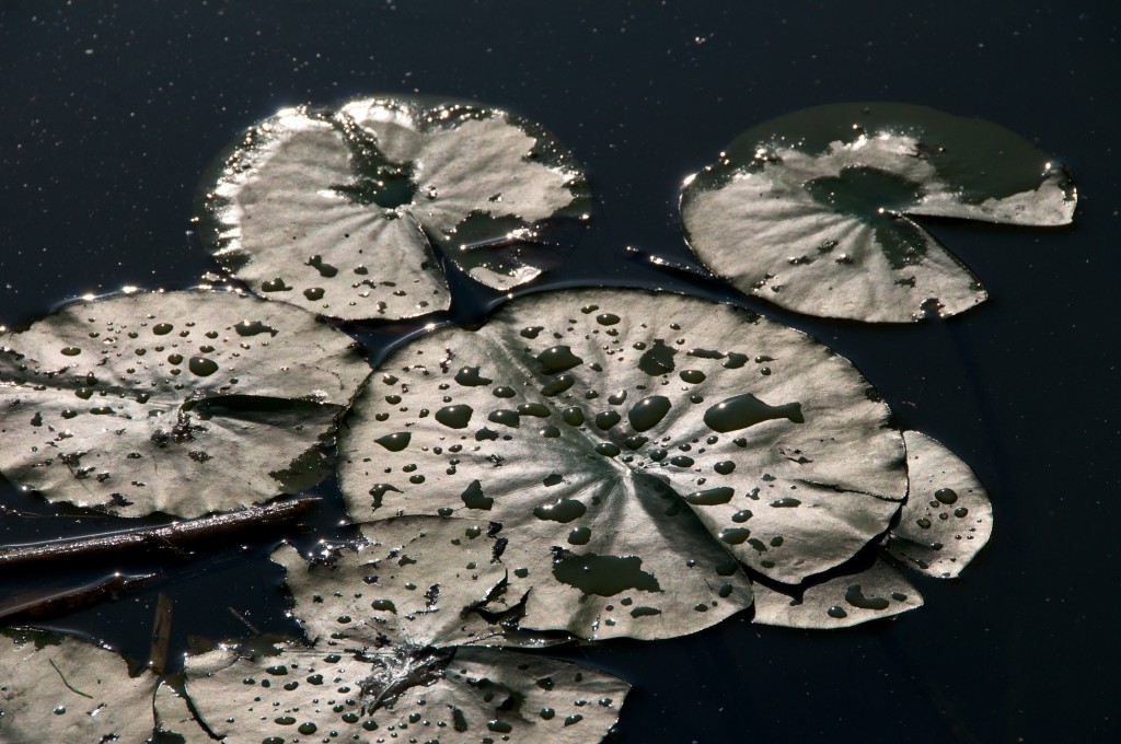 Water lily in Dunker's Flow Balancing System at Bluffer's Park, Toronto 2011-09-22