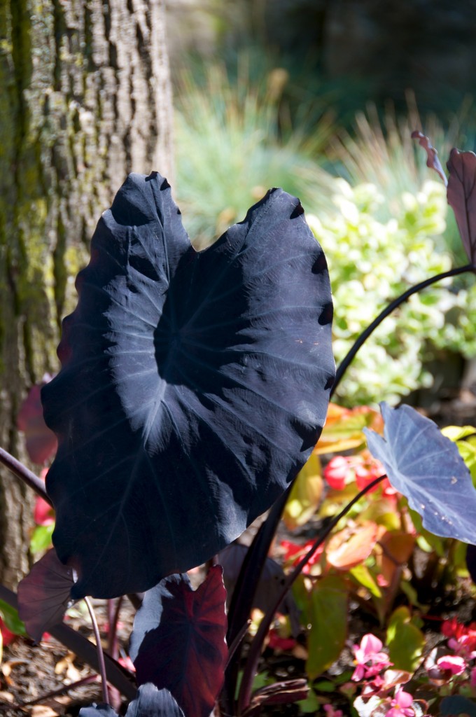 Leaf of an elephant ear plant along Queens Quay West, Toronto 2011-09-24 