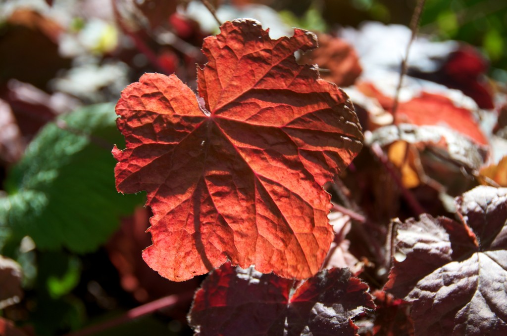 Backlit leaf of a coral bells plant along Queens Quay West, Toronto 2011-09-24 