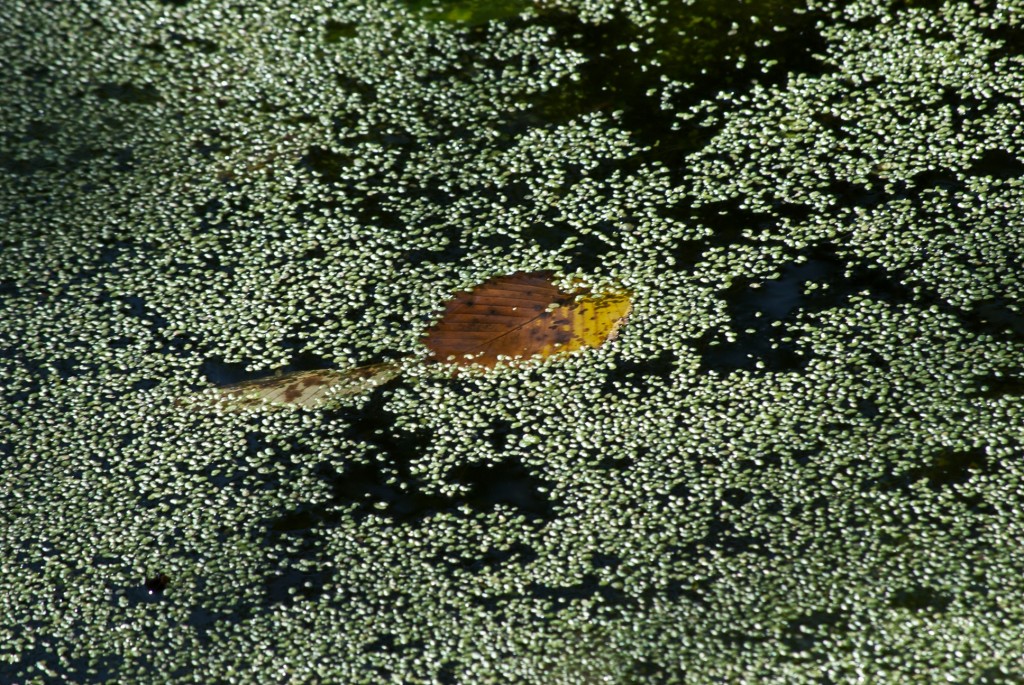 Pond at Riverdale Farm, Toronto 