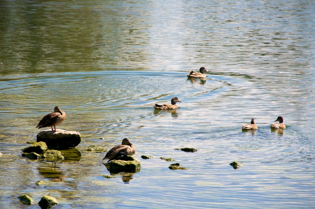 Ducks in Ashbridge's Bay, Toronto 2011-09-09