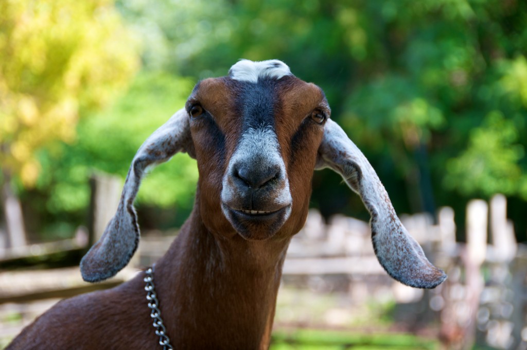 Goat at Riverdale Farm, Toronto 