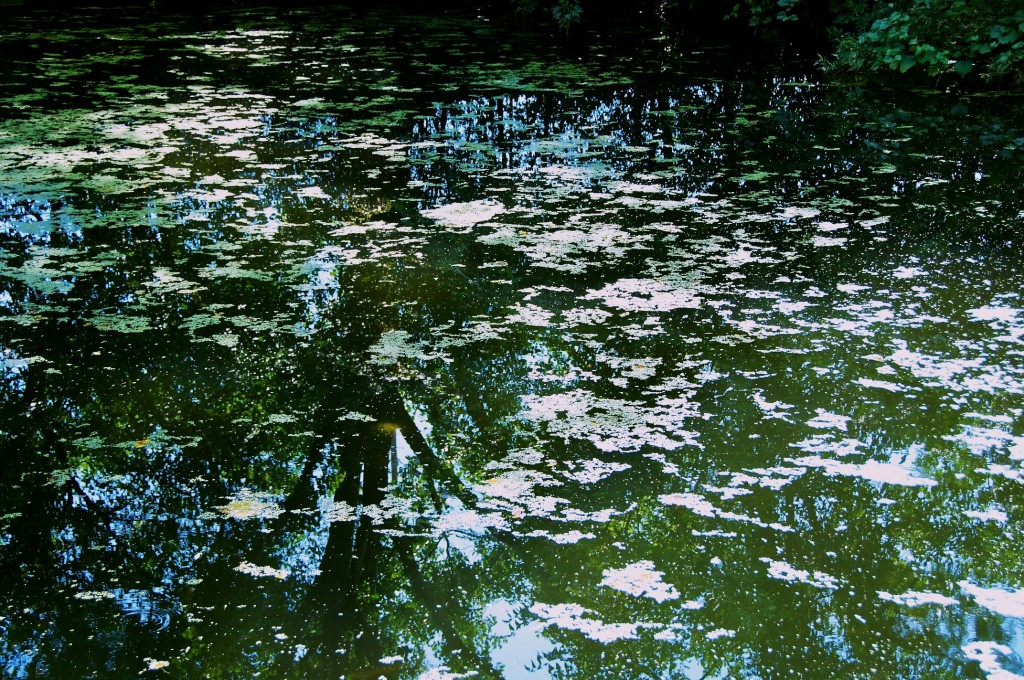 Tree branches reflecting in Riverdale Farm pond, Toronto 