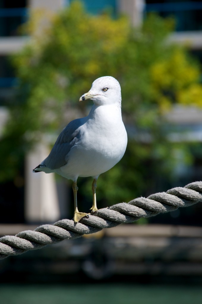 Gull at Harbourfront, Toronto 2011-09-24
