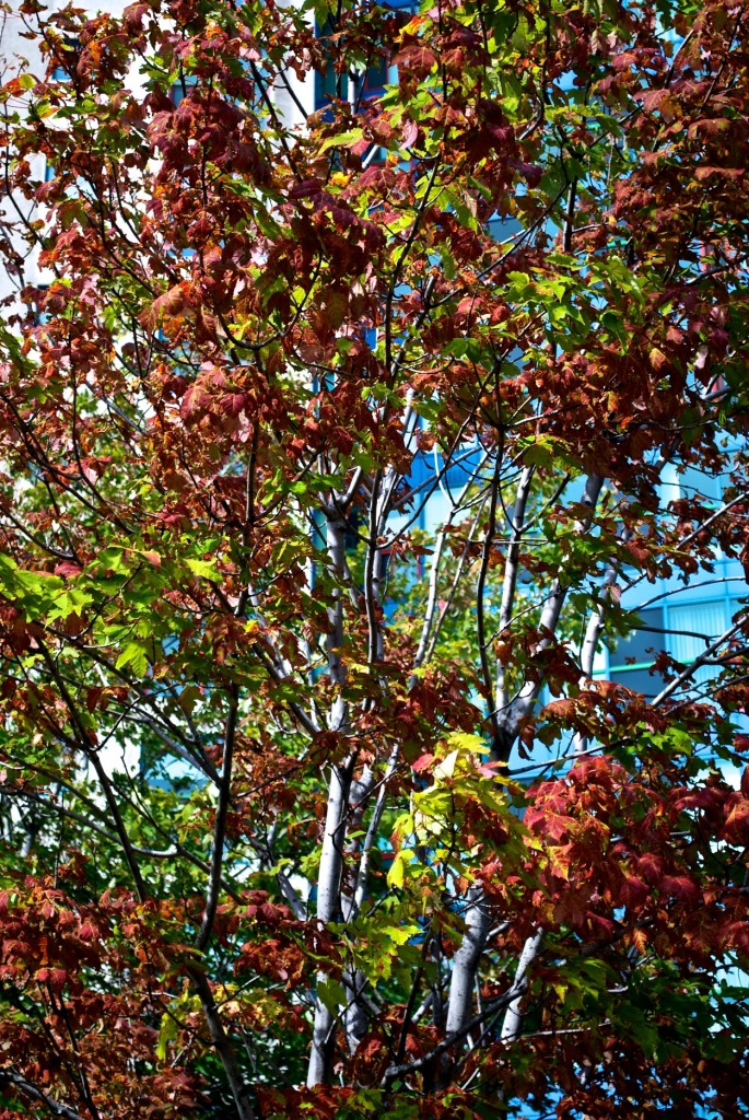 Tree by Harbourfront, Toronto 2011-09-16 