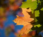 Leaves in Trinity Bellwoods Park, Toronto 2011-10-01