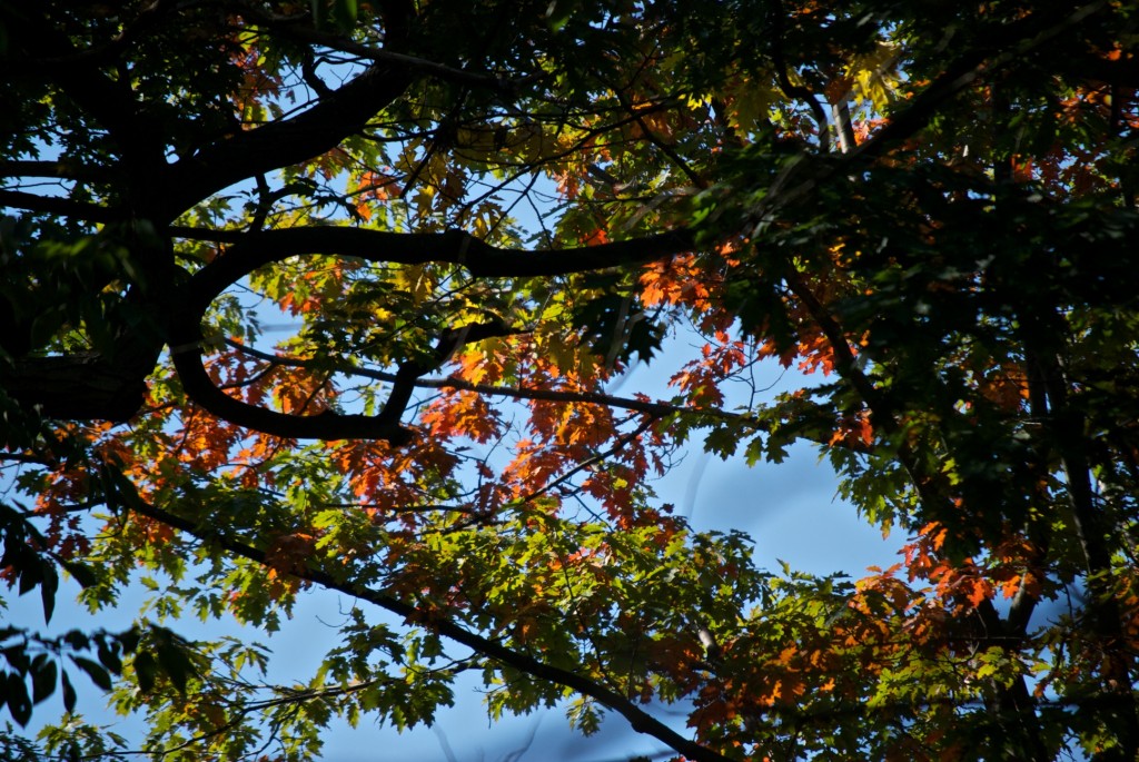 Branches in David A Balfour Park, Toronto 2011-10-10