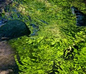 Green Abstract - David A Balfour Park, Toronto