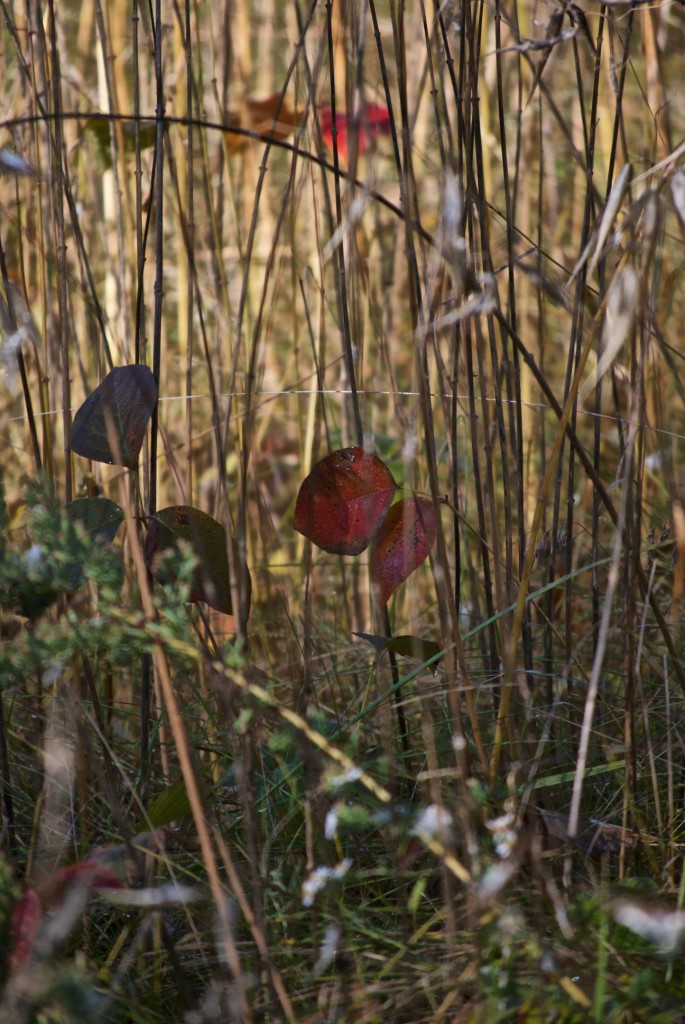 Dried grasses in Ernest Thompson Seton Park, Toronto 2011-10-08