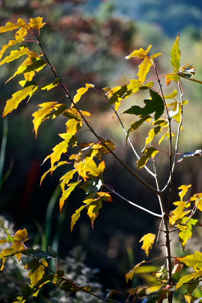 Leaves last days in Ernest Thompson Seton Park, Toronto 2011-10-08