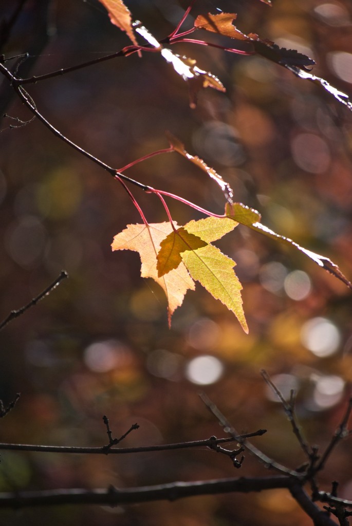 Backlit leaves in Ernest Thompson Seton Park, Toronto 2011-10-08