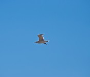 Bird flying above Lake Ontario, Toronto 2011-08-17