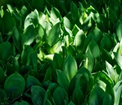 Green ground cover at the University of Toronto 2011-06-06