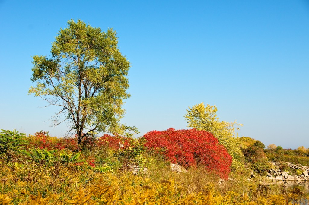A touch of colour in Tommy Thompson Park, Toronto 2011-10-08