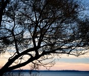 Tree silhouette near Lake Saint-Louis, Dorval 2011-11-27