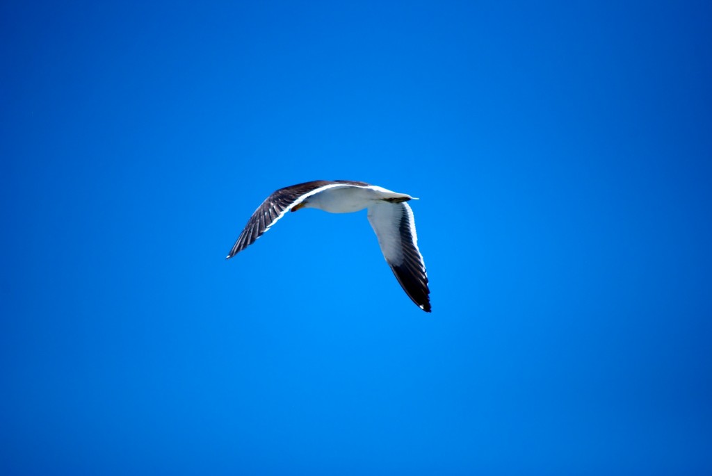 Seagull flying over the coast of Chile 2012-01-07