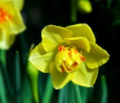 Daffodil at the Allen Gardens Conservatory, Toronto 2011-02-19