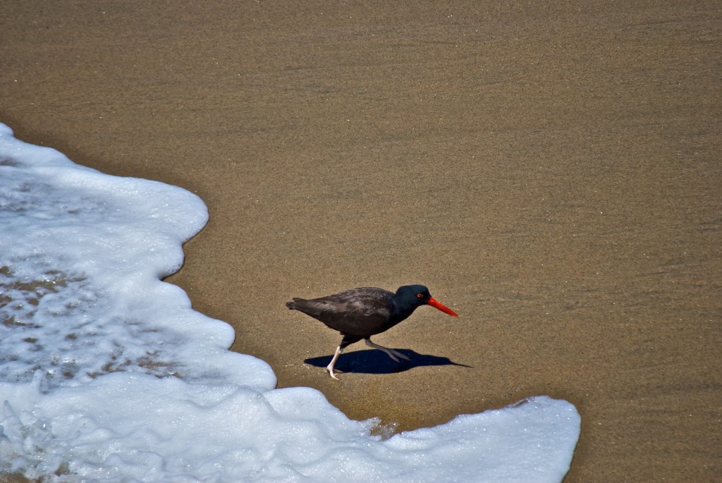Bird on the beach in Viña del Mar, Chile 2012-01-09